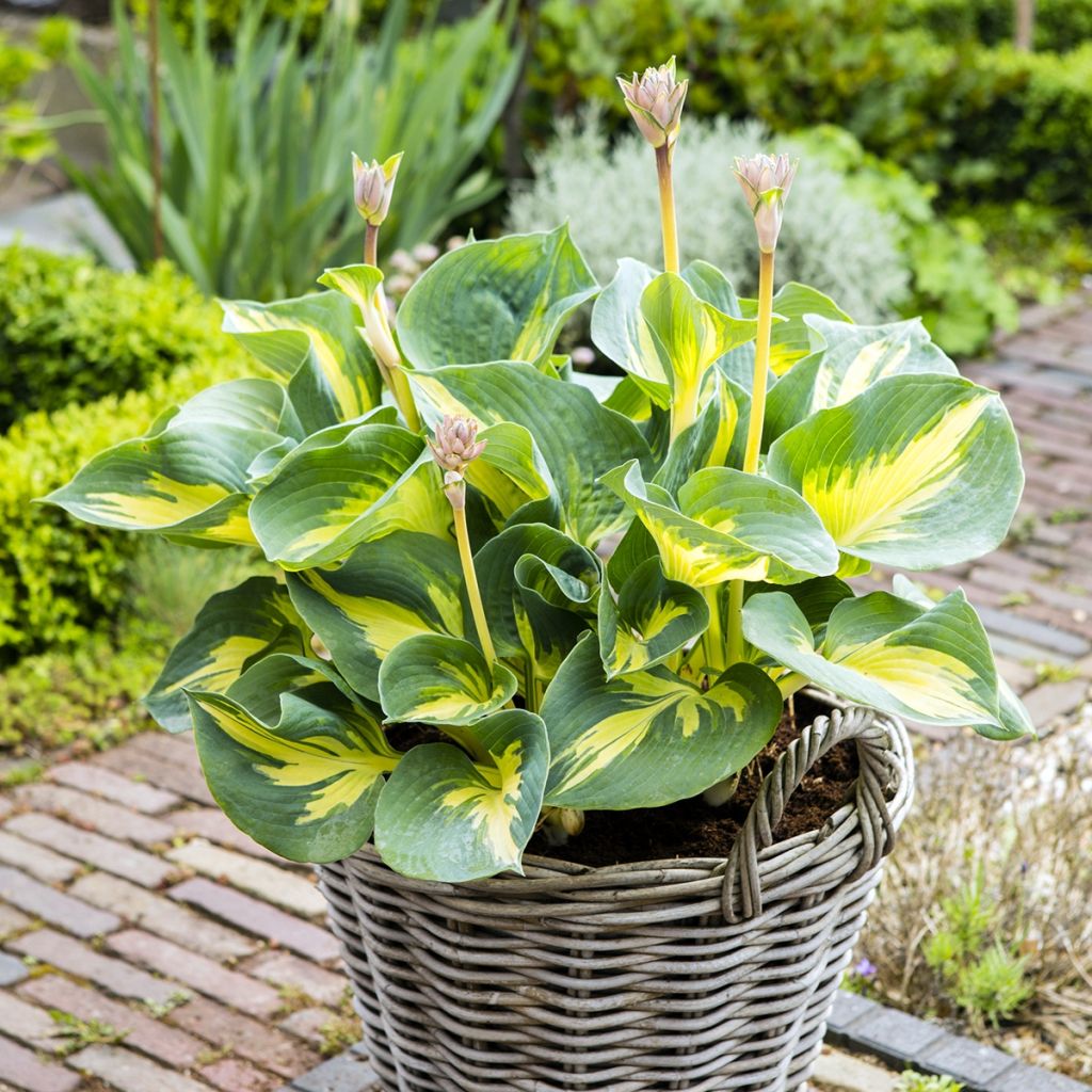 Hosta Beach Boy - Garten-Funkie