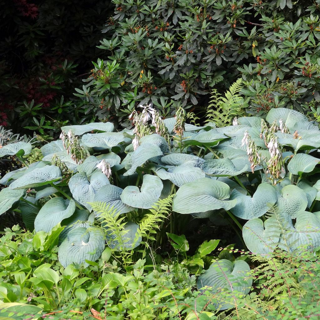 Hosta Big daddy - Garten-Funkie