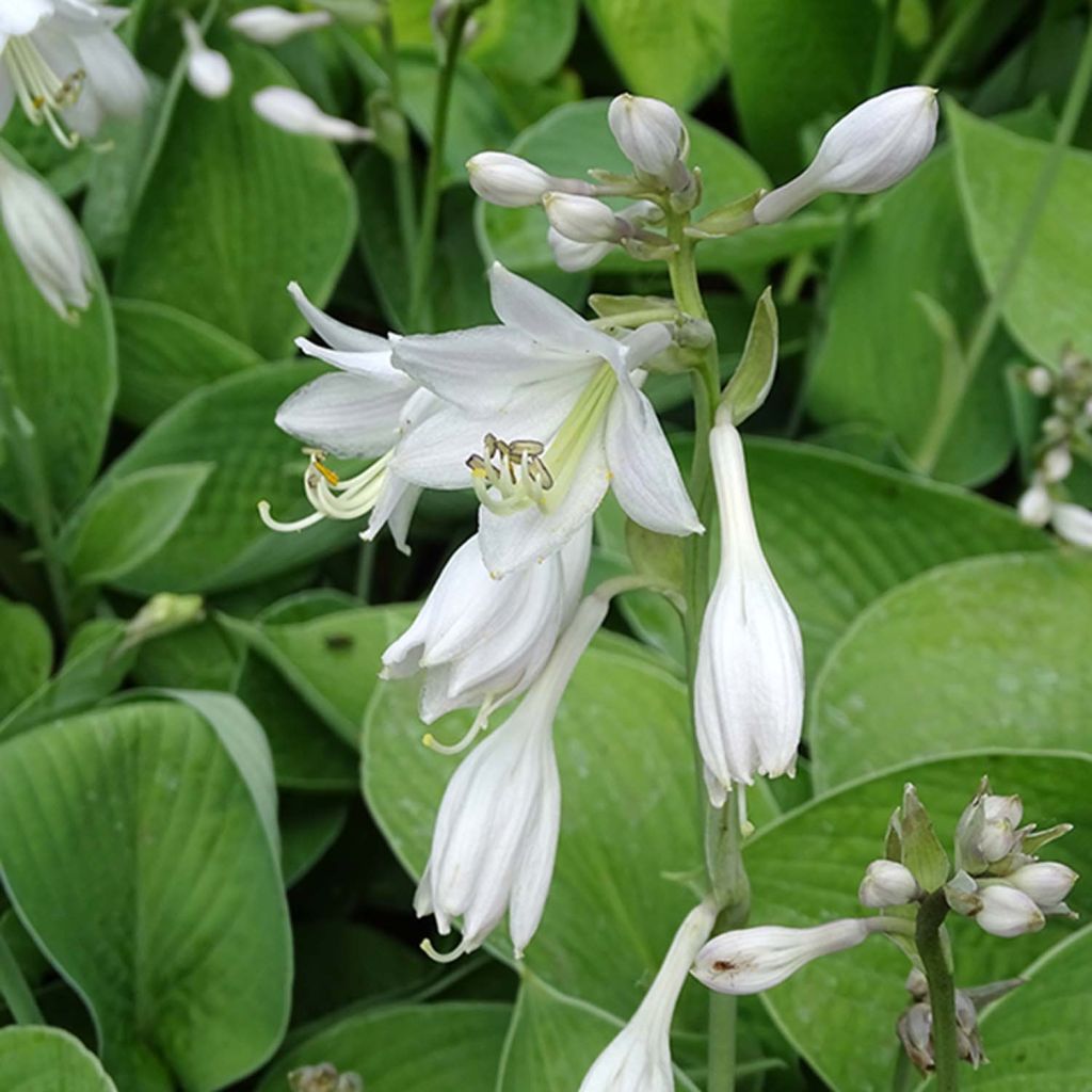 Hosta Big Mama