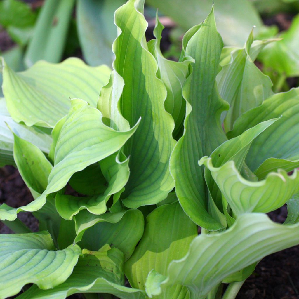 Hosta Blue Cascade - Garten-Funkie