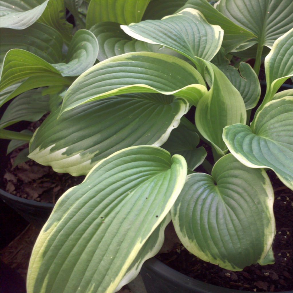 Hosta Bridal Falls - Garten-Funkie