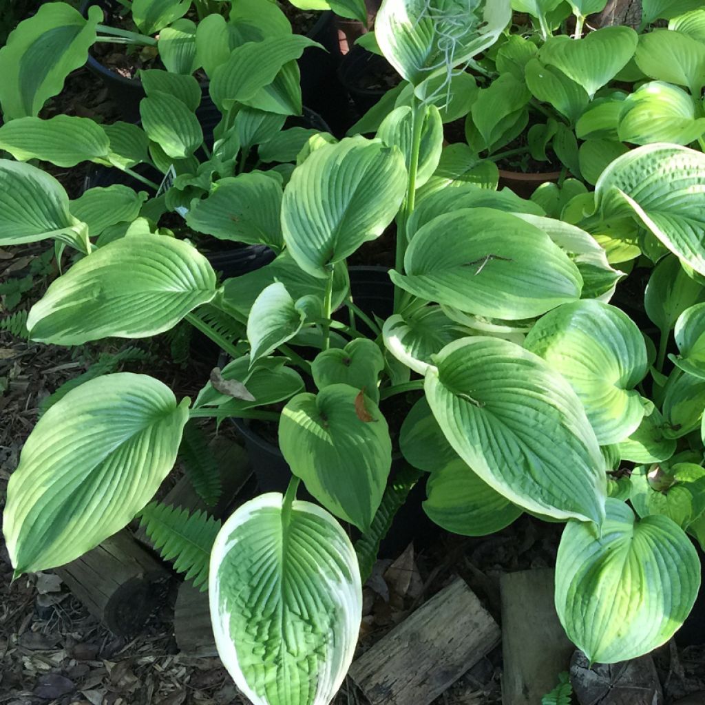 Hosta Bridal Falls