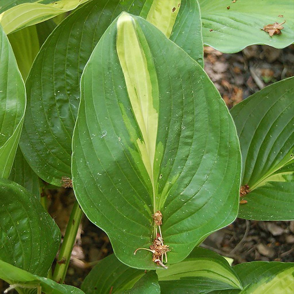 Hosta Broad Street - Garten-Funkie