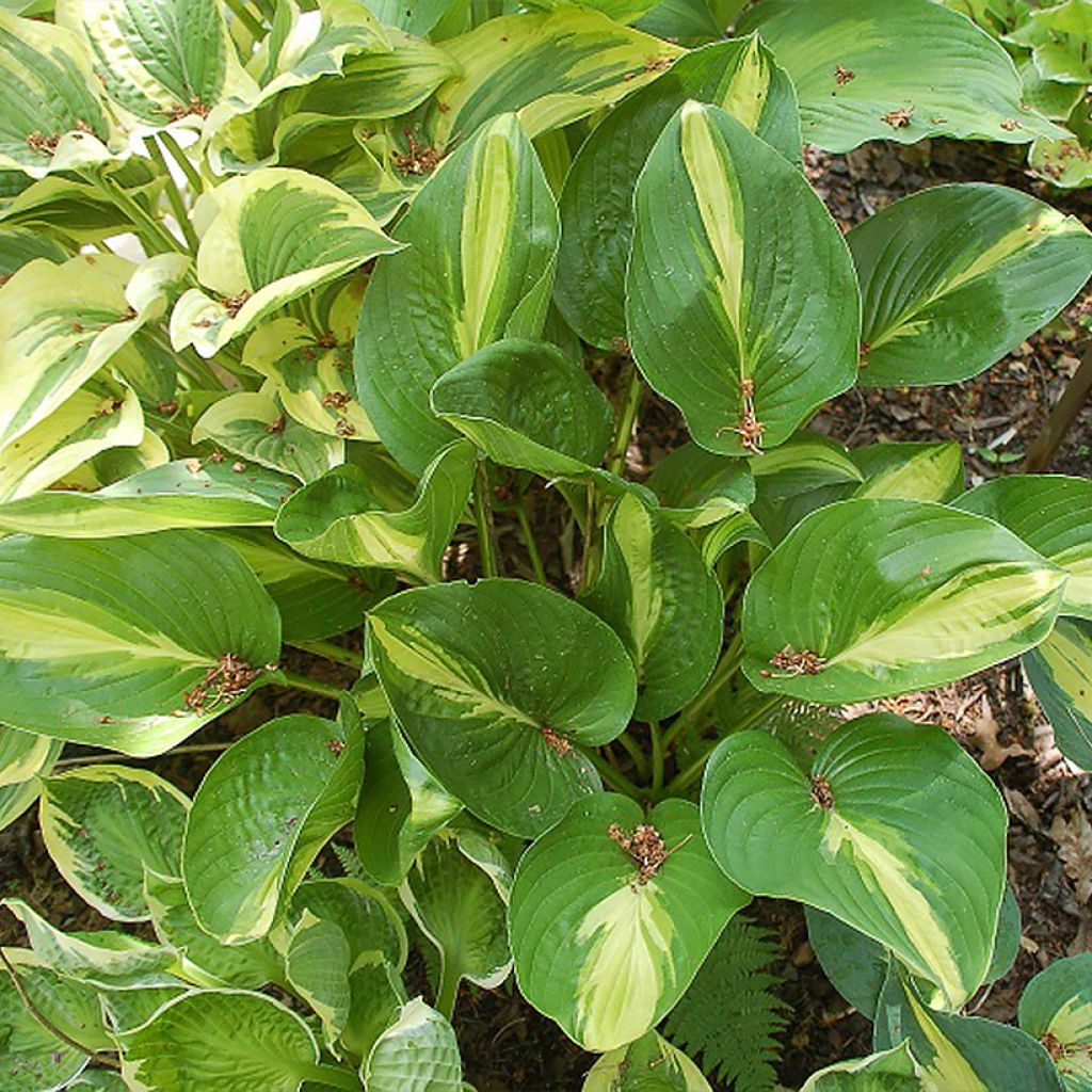 Hosta Broad Street