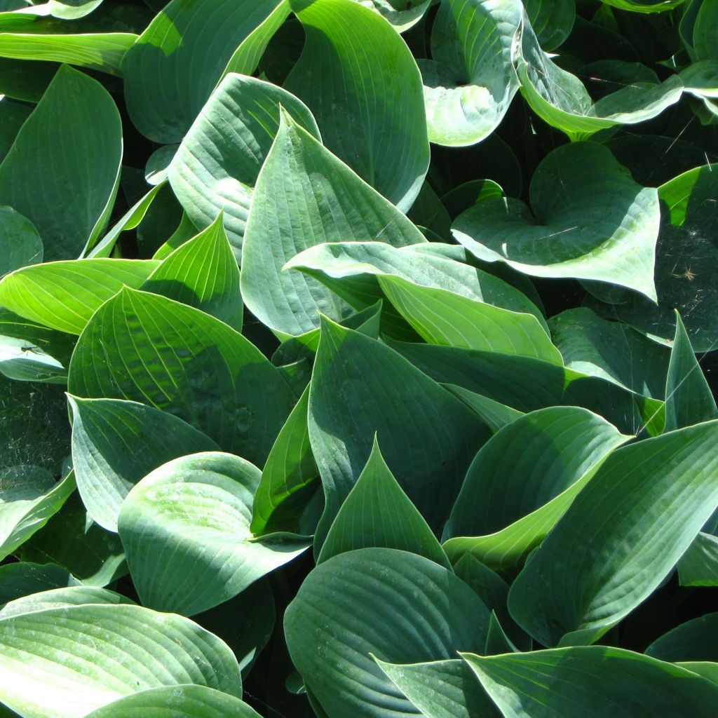 Hosta Canadian Blue