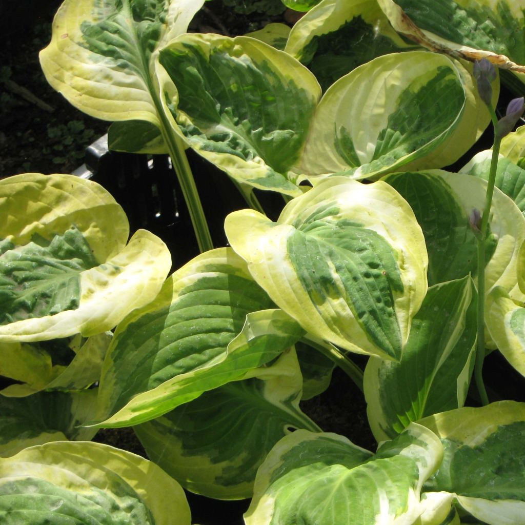 Hosta Carnival - Garten-Funkie