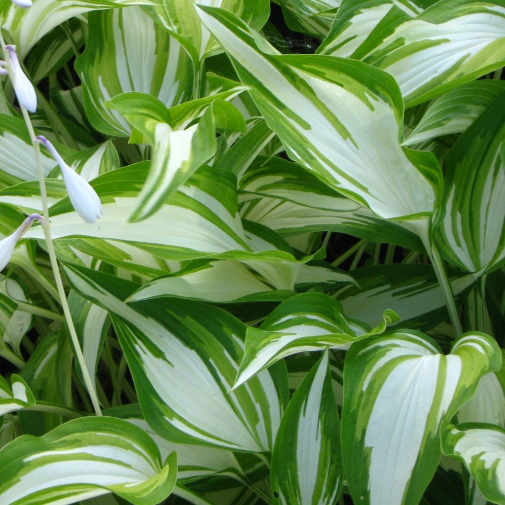 Hosta Cascades - Garten-Funkie