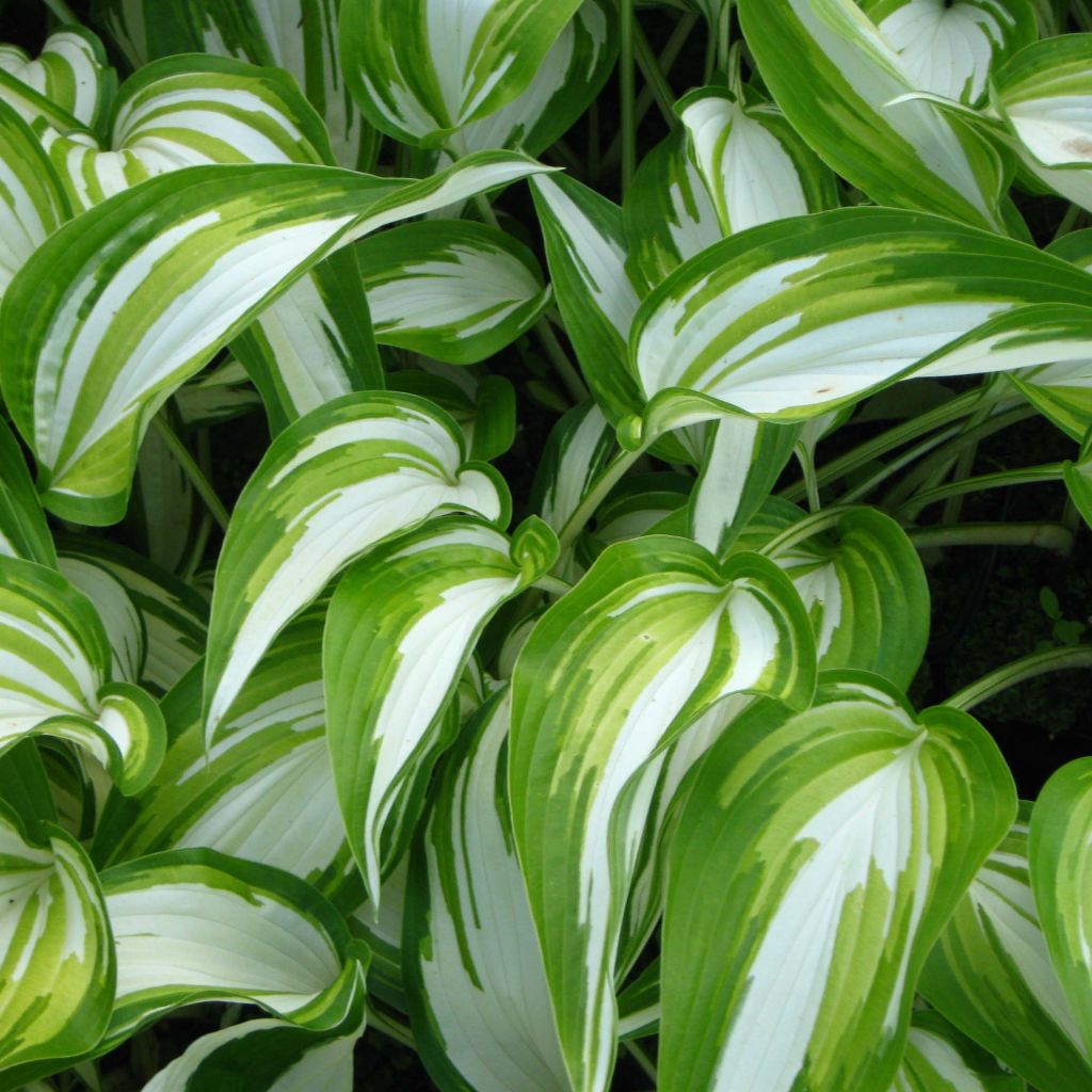 Hosta Cascades