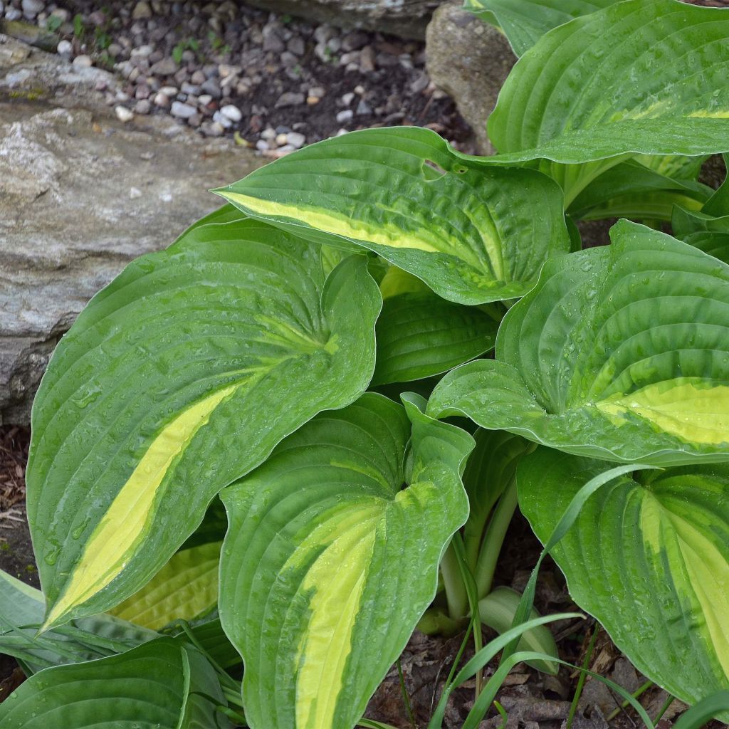 Hosta Center Of Attention - Garten-Funkie