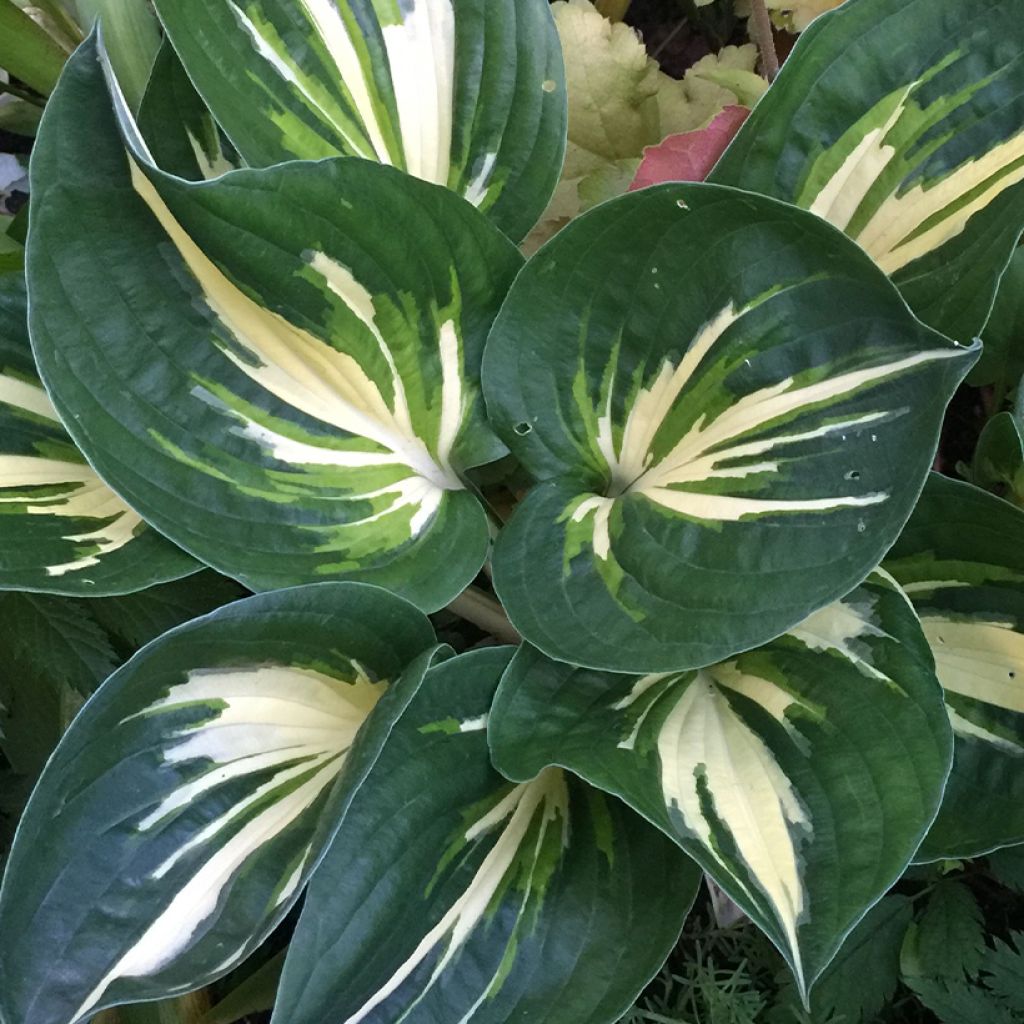 Hosta Clifford's Stingray - Garten-Funkie