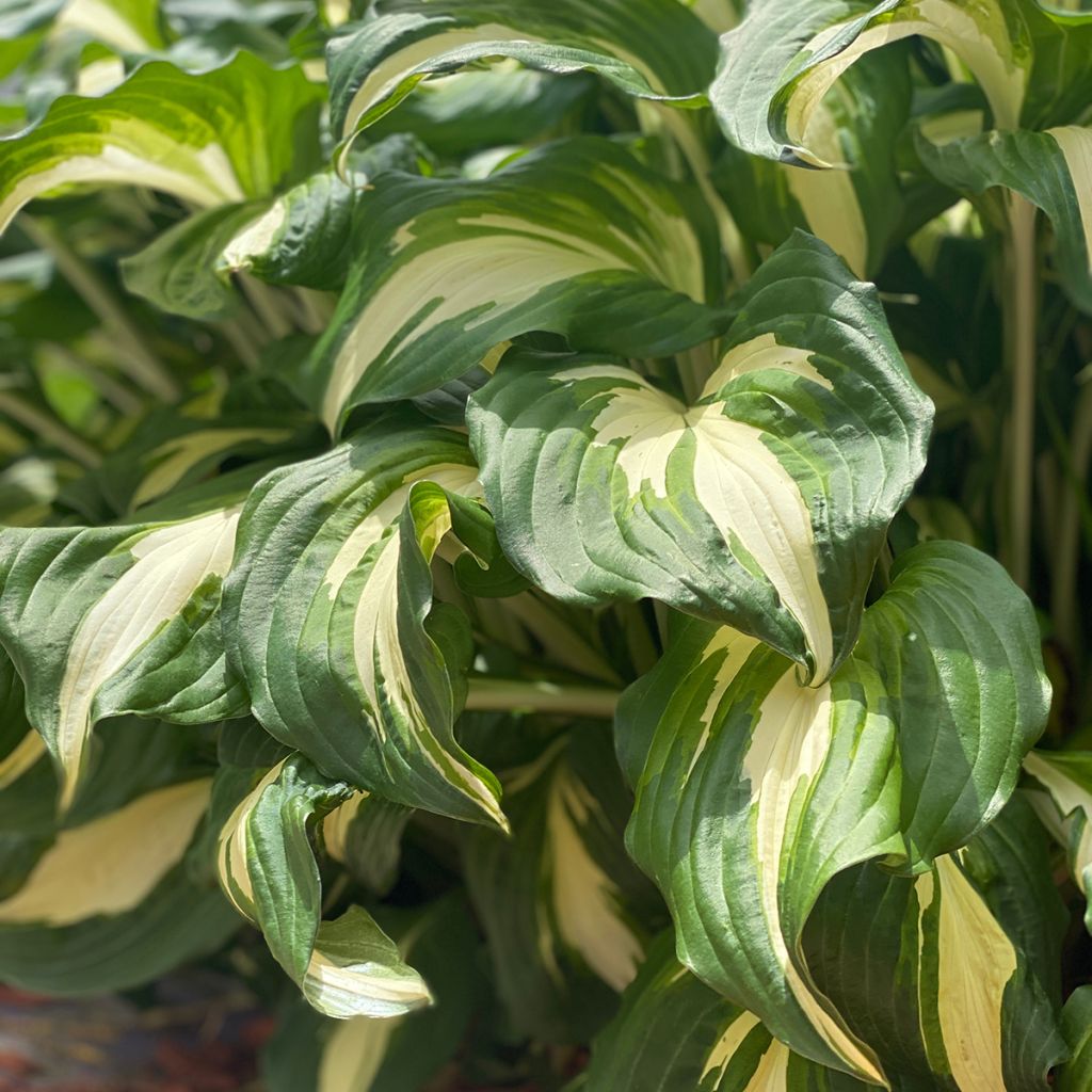 Hosta Clifford's Stingray