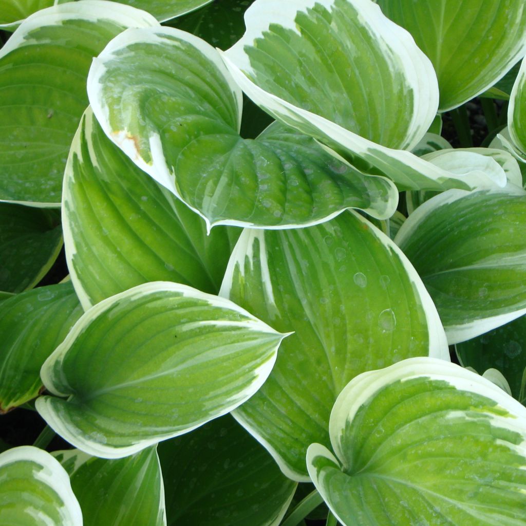 Hosta Clifford's Forest Fire - Hosta panaché