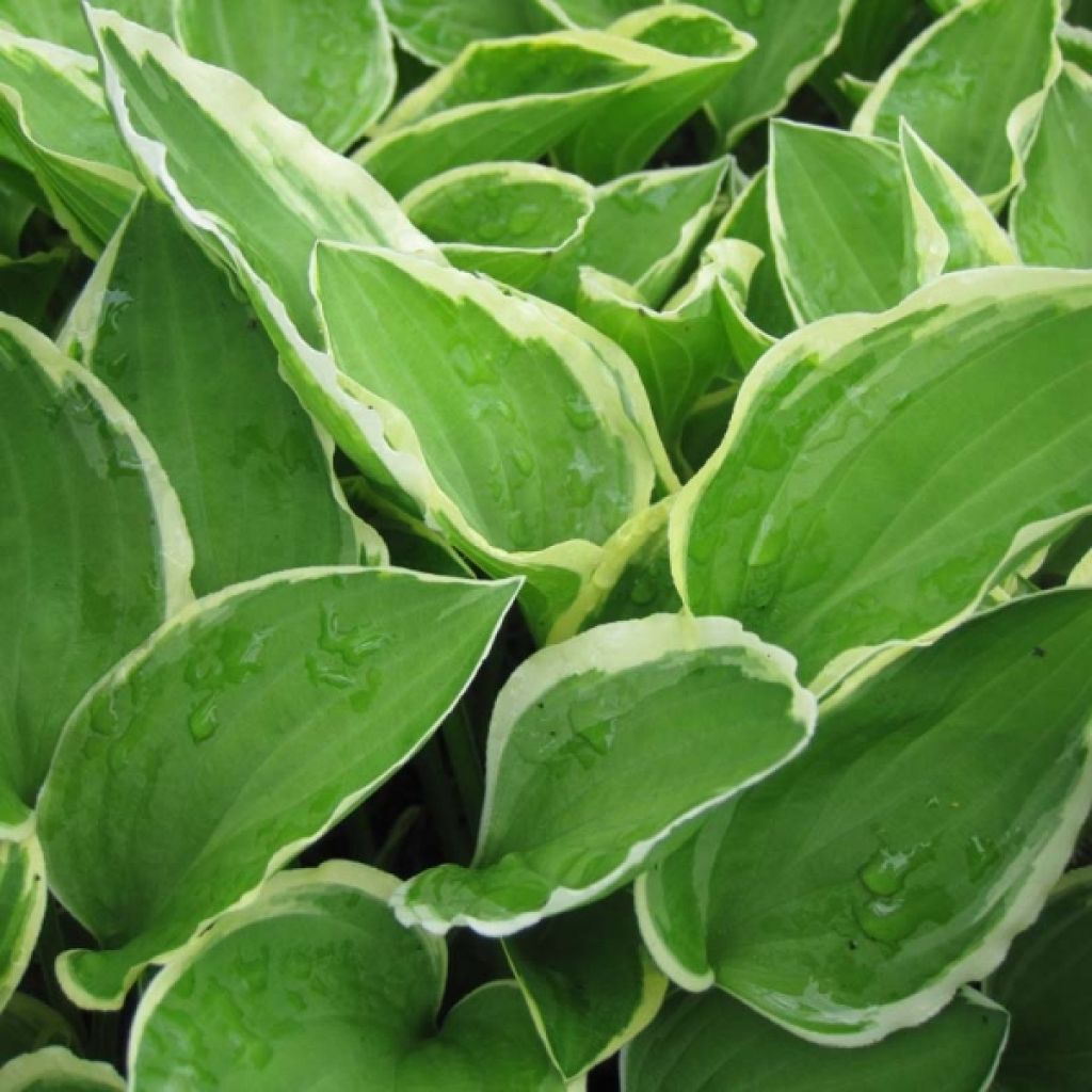 Hosta Diamond Tiara - Garten-Funkie