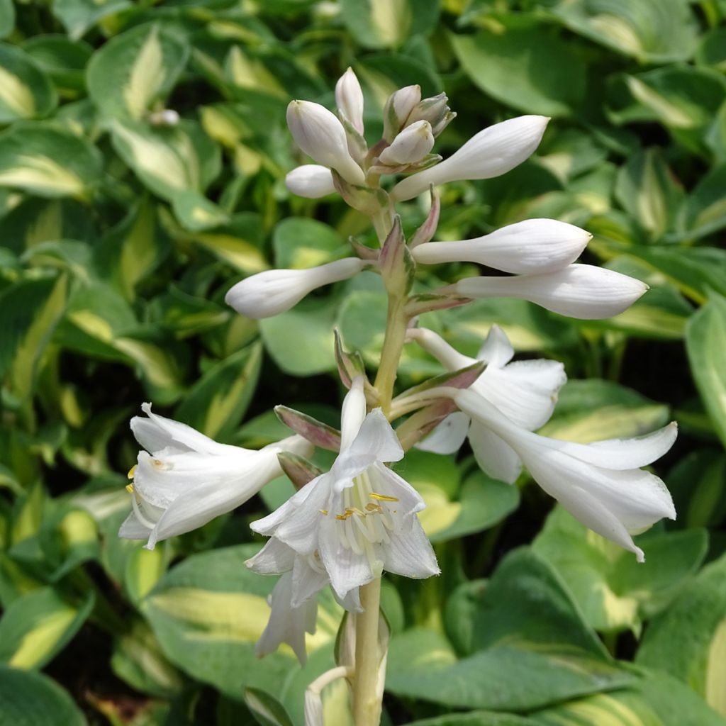 Hosta Dream Queen