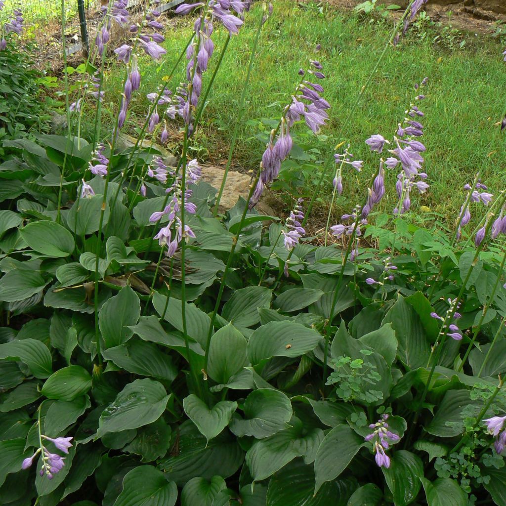 Hosta Elisabeth - Garten-Funkie