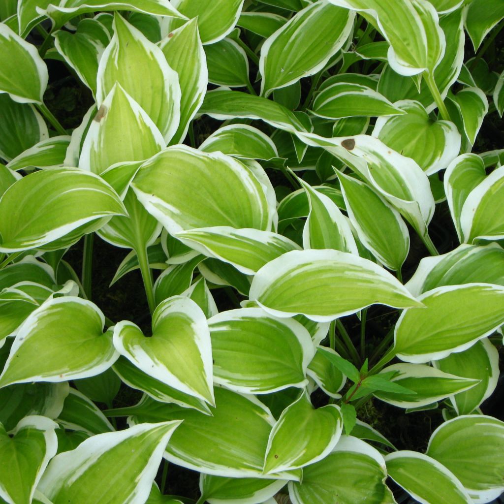 Hosta Emily Dickinson - Garten-Funkie