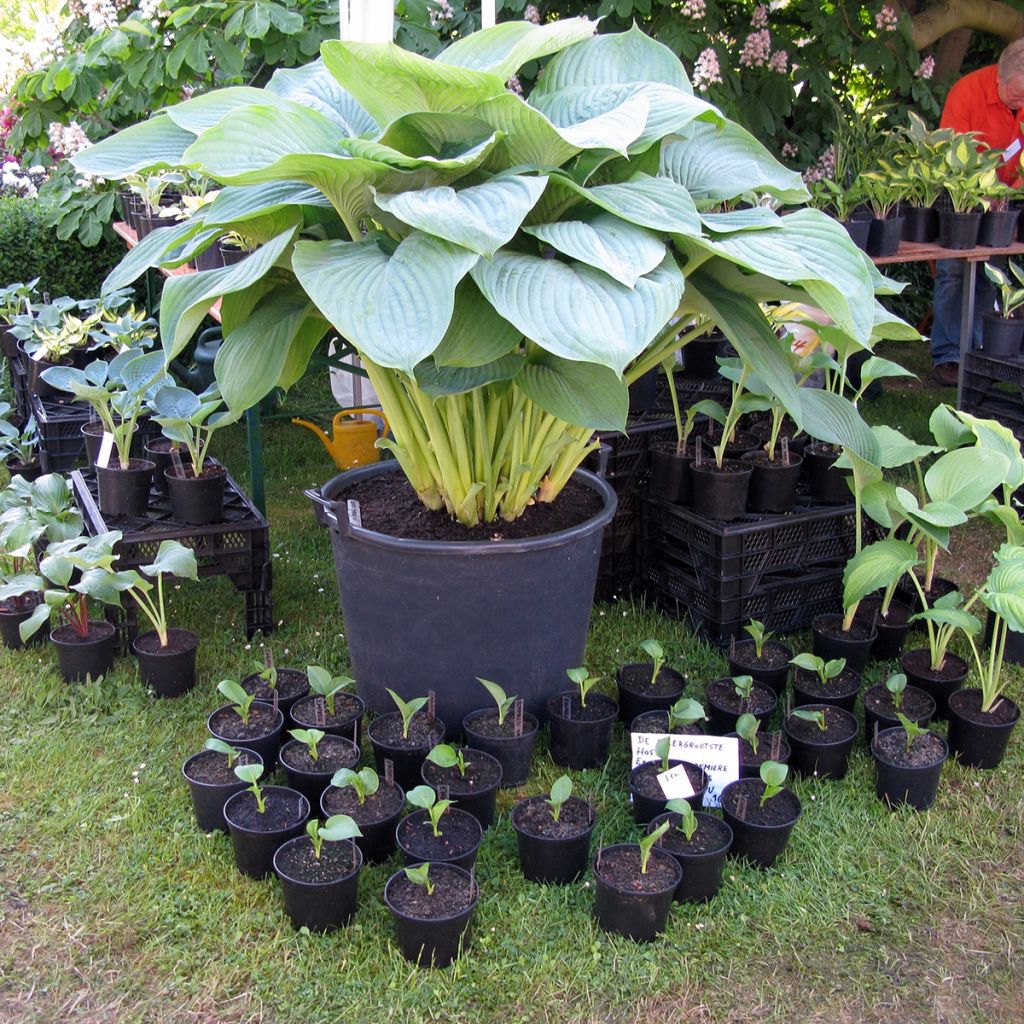 Hosta Empress Wu - Garten-Funkie