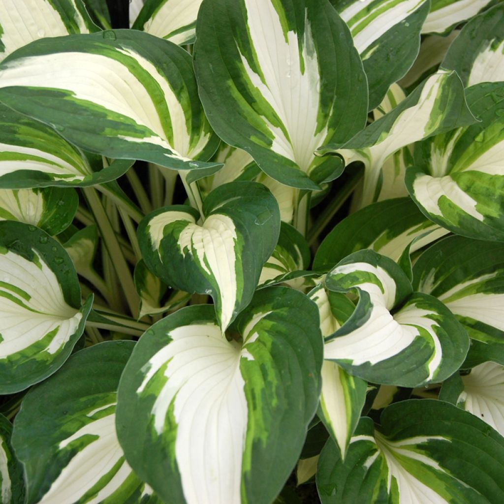 Hosta Enterprise - Garten-Funkie