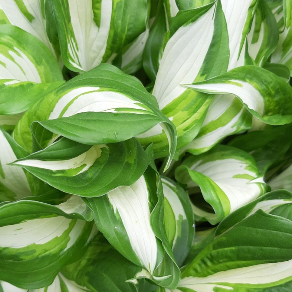 Hosta Enterprise - Garten-Funkie