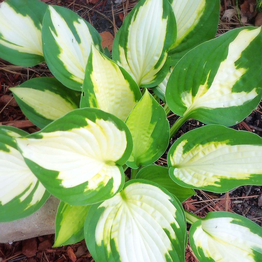 Hosta Eskimo Pie - Garten-Funkie