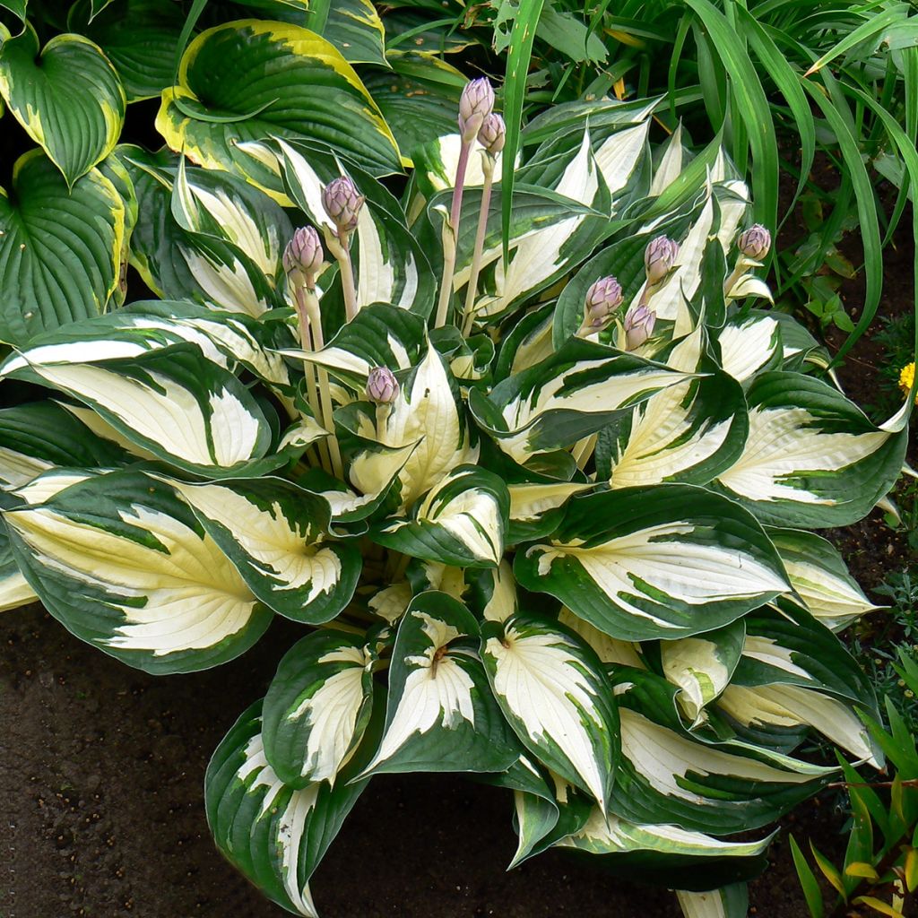 Hosta Fire and Ice - Garten-Funkie