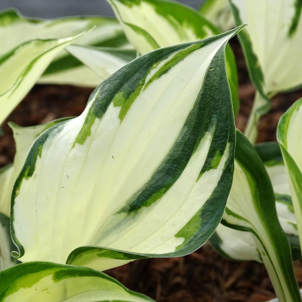 Hosta Fire and Ice - Garten-Funkie