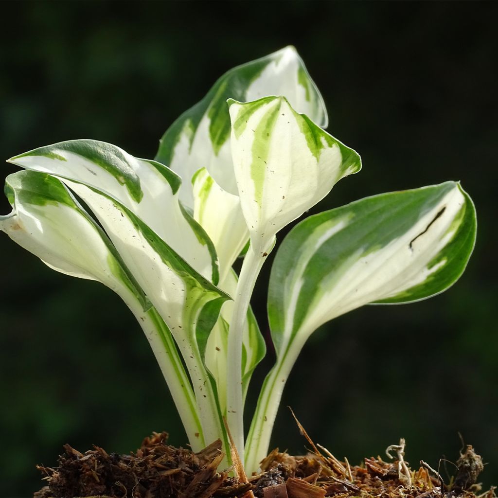 Hosta Fire and Ice - Garten-Funkie