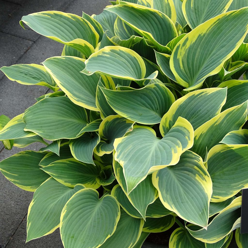 Hosta First Frost - Garten-Funkie