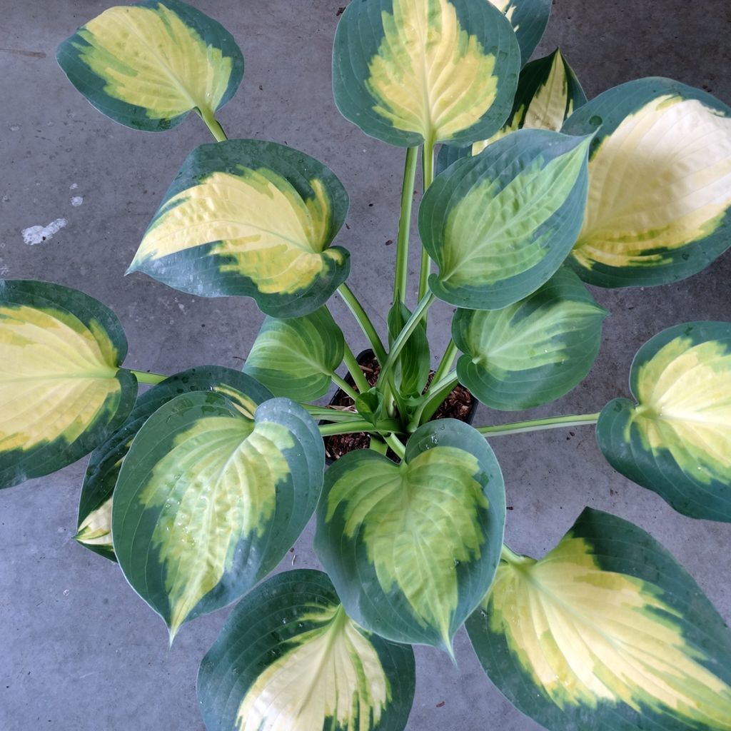 Hosta Forbidden Fruit - Garten-Funkie