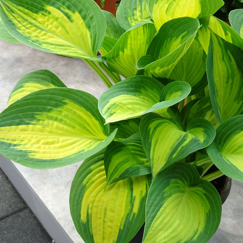 Hosta Forbidden Fruit - Garten-Funkie