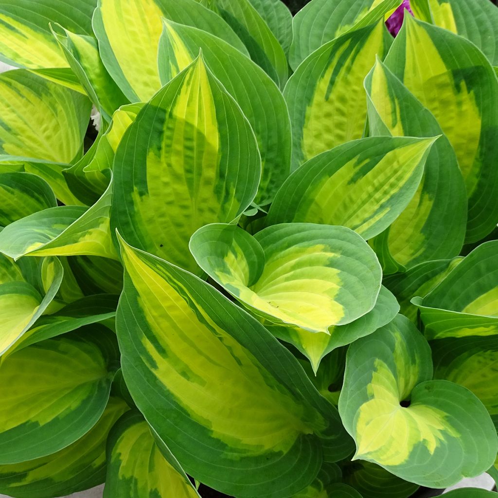 Hosta Forbidden Fruit - Garten-Funkie