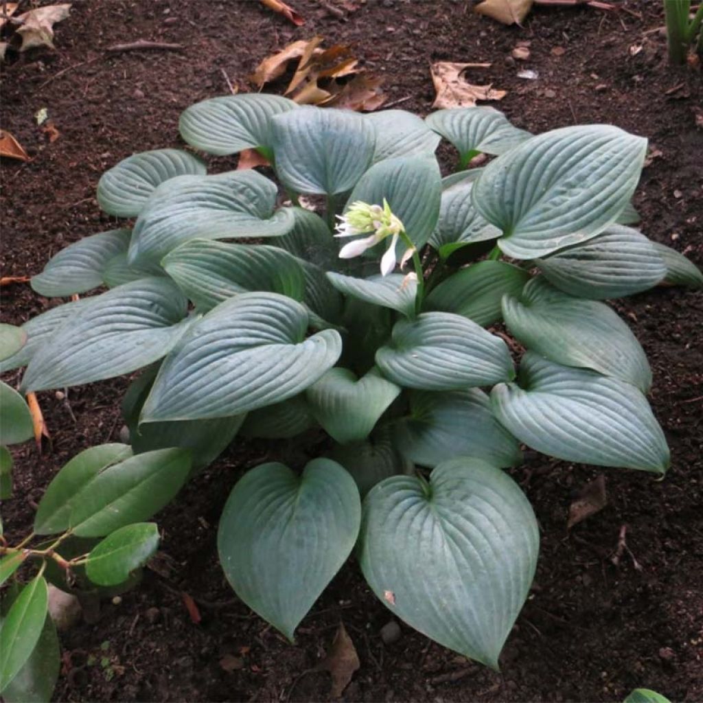 Hosta Fragrant Blue - Garten-Funkie