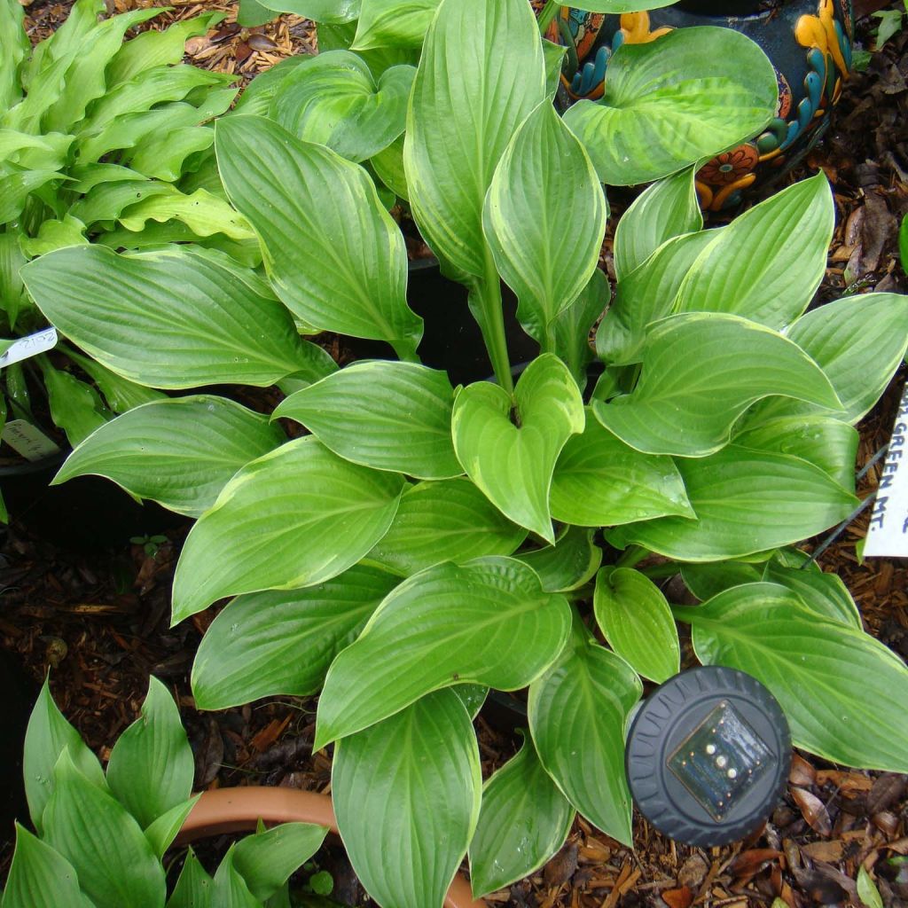 Hosta Fragrant Fire - Garten-Funkie