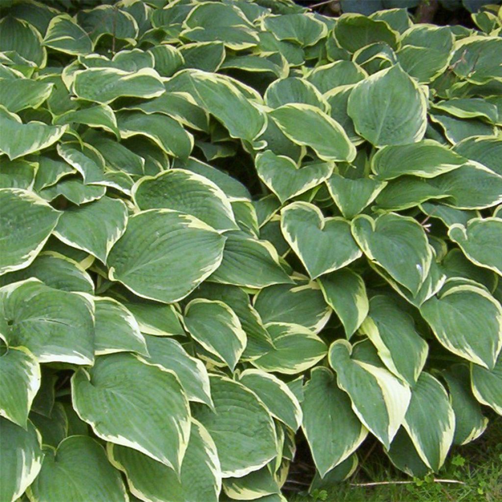 Hosta Fringe Benefit - Garten-Funkie