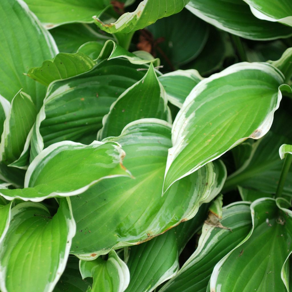 Hosta Frosted Raspberry