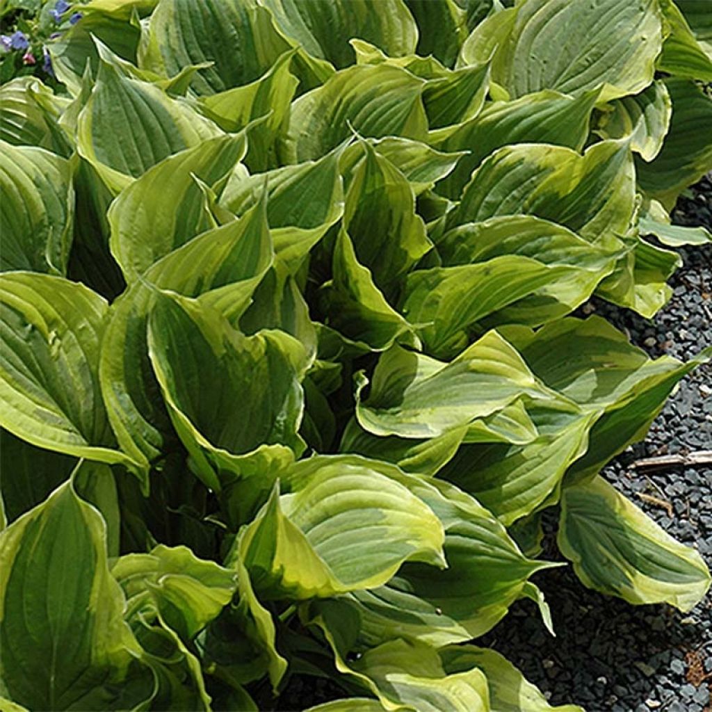 Hosta Gold Edger