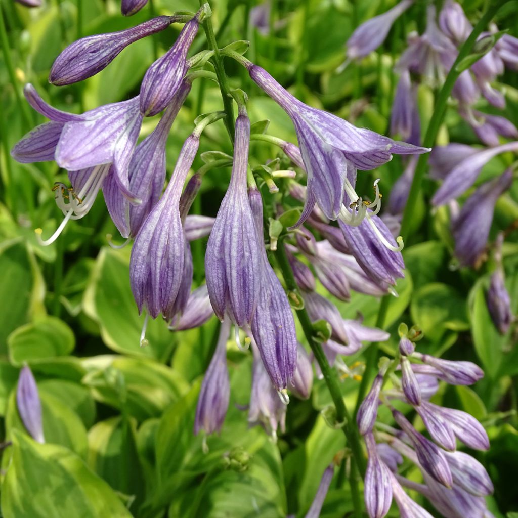 Hosta Golden Tiara