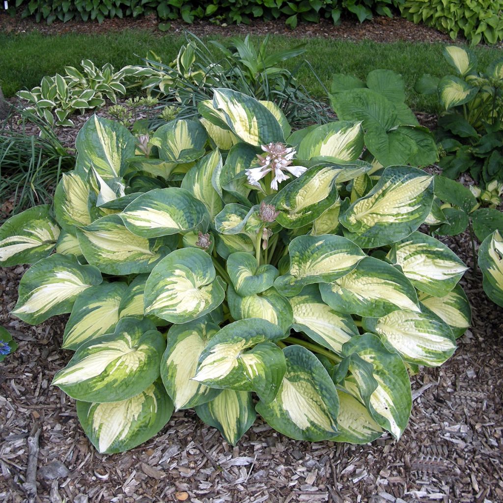 Hosta Great Expectations - Garten-Funkie