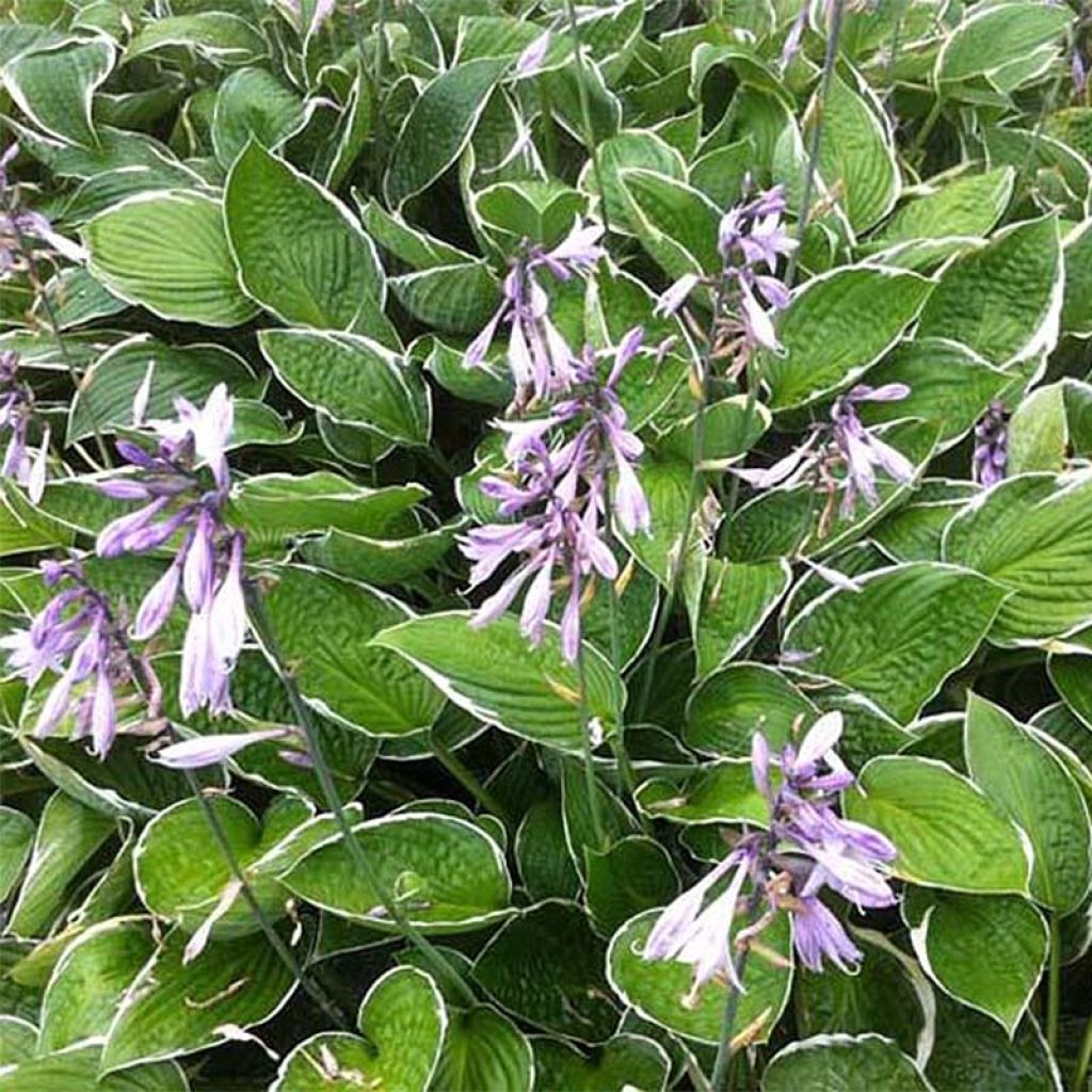 Hosta Green Gold - Garten-Funkie