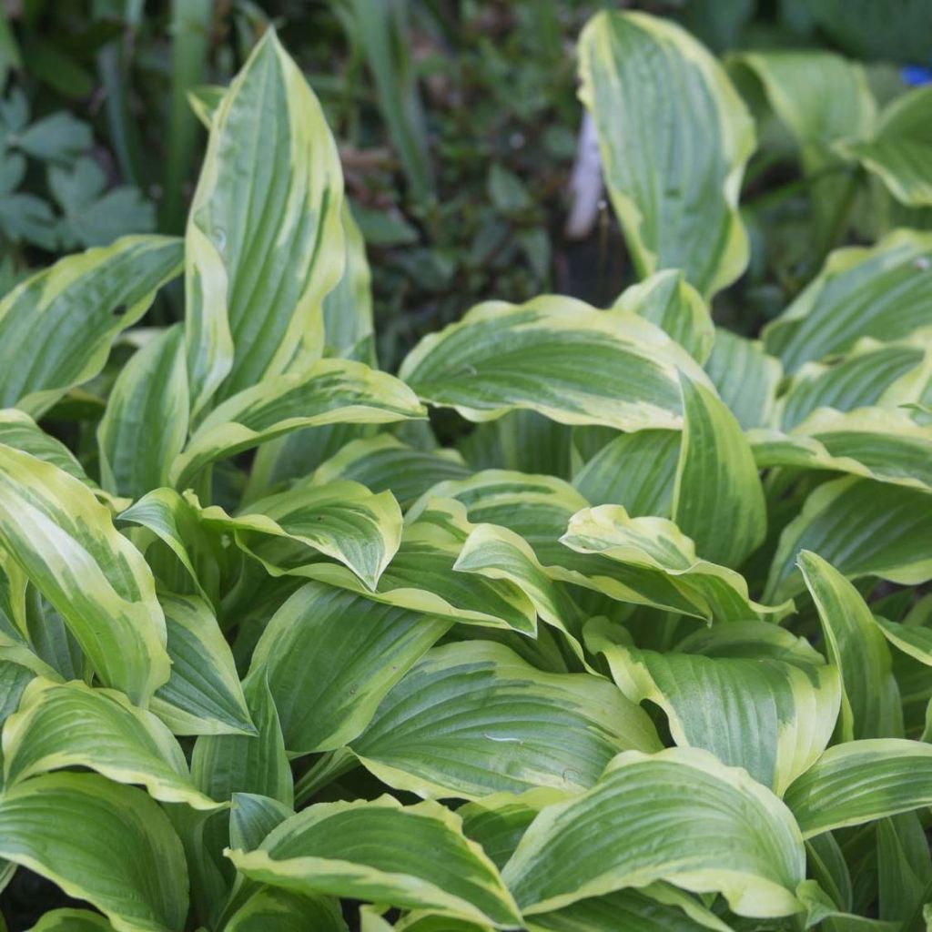 Hosta Ground Master - Garten-Funkie