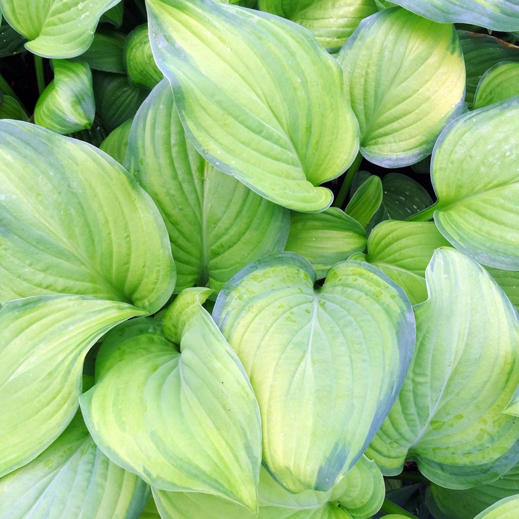 Hosta Guacamole - Garten-Funkie