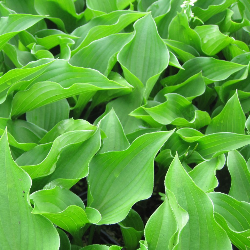 Hosta Harry Van Trier - Hosta miniature