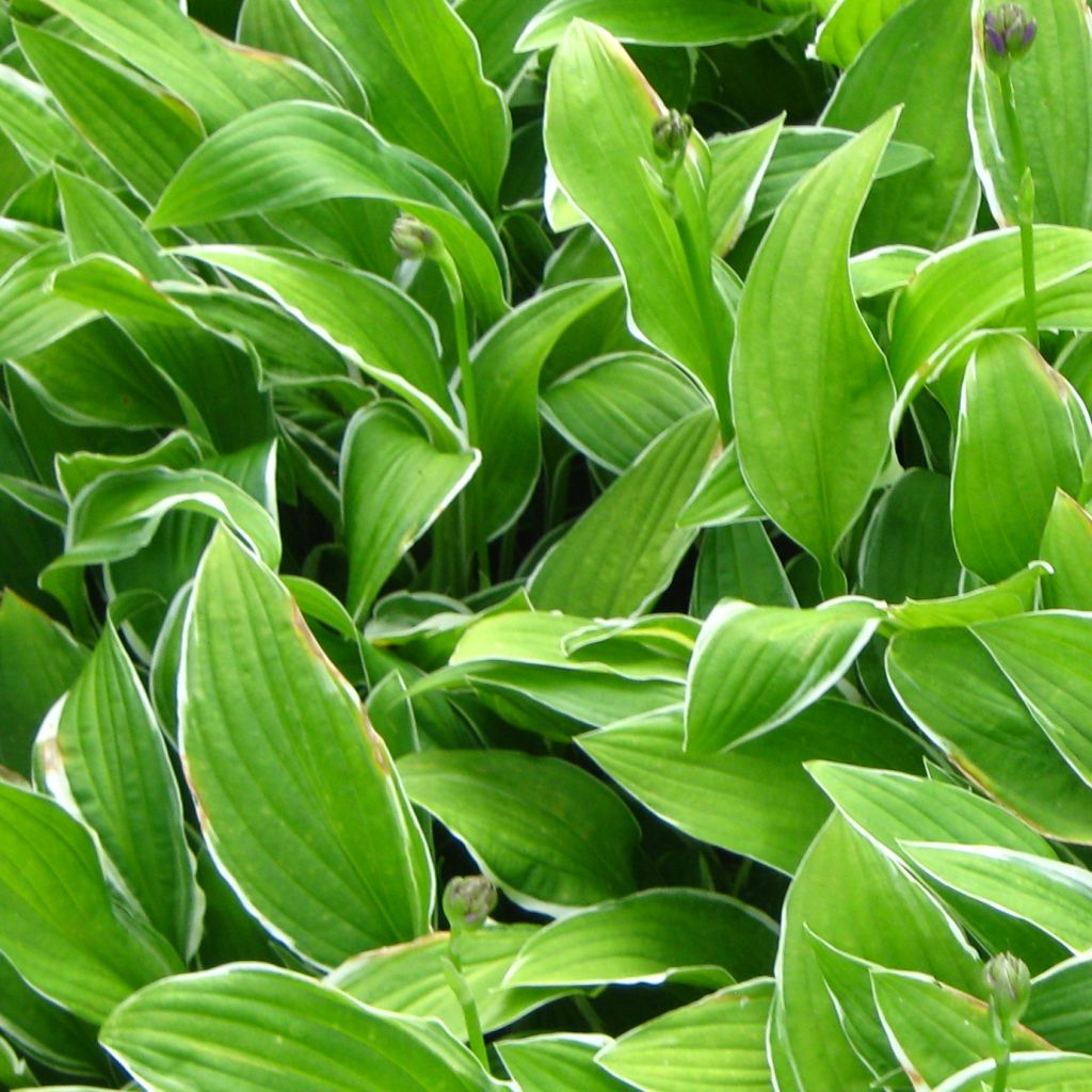 Hosta Herifu - Garten-Funkie