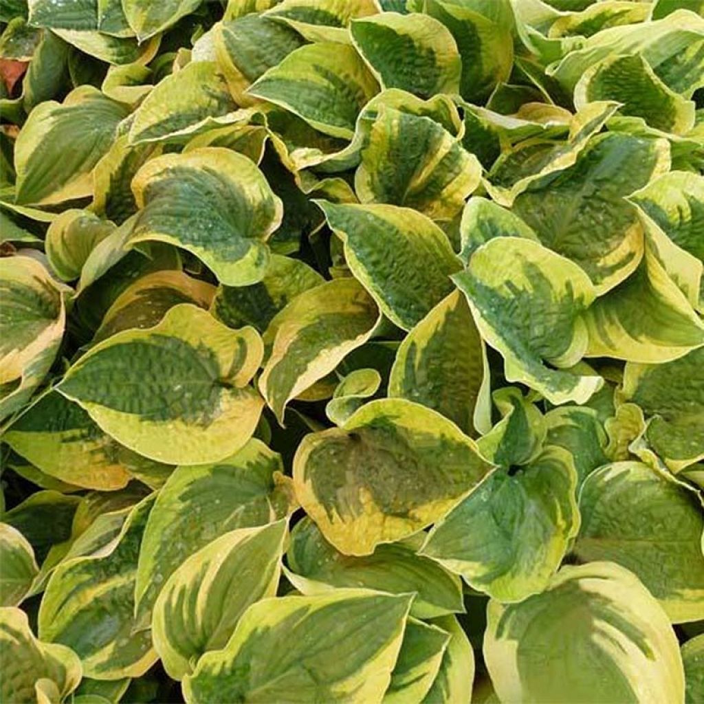 Hosta Honeysong