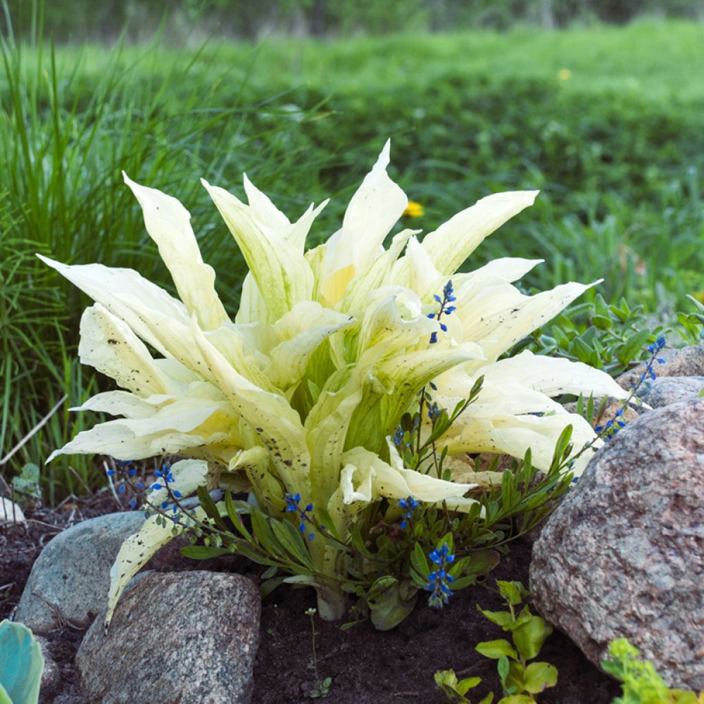 Hosta Improved White Feather - Garten-Funkie