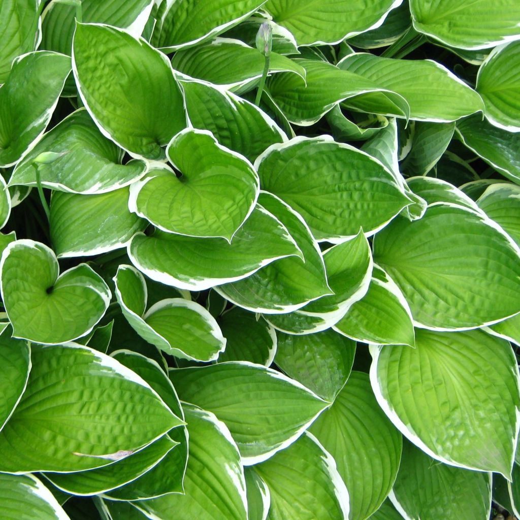 Hosta Julia - Garten-Funkie