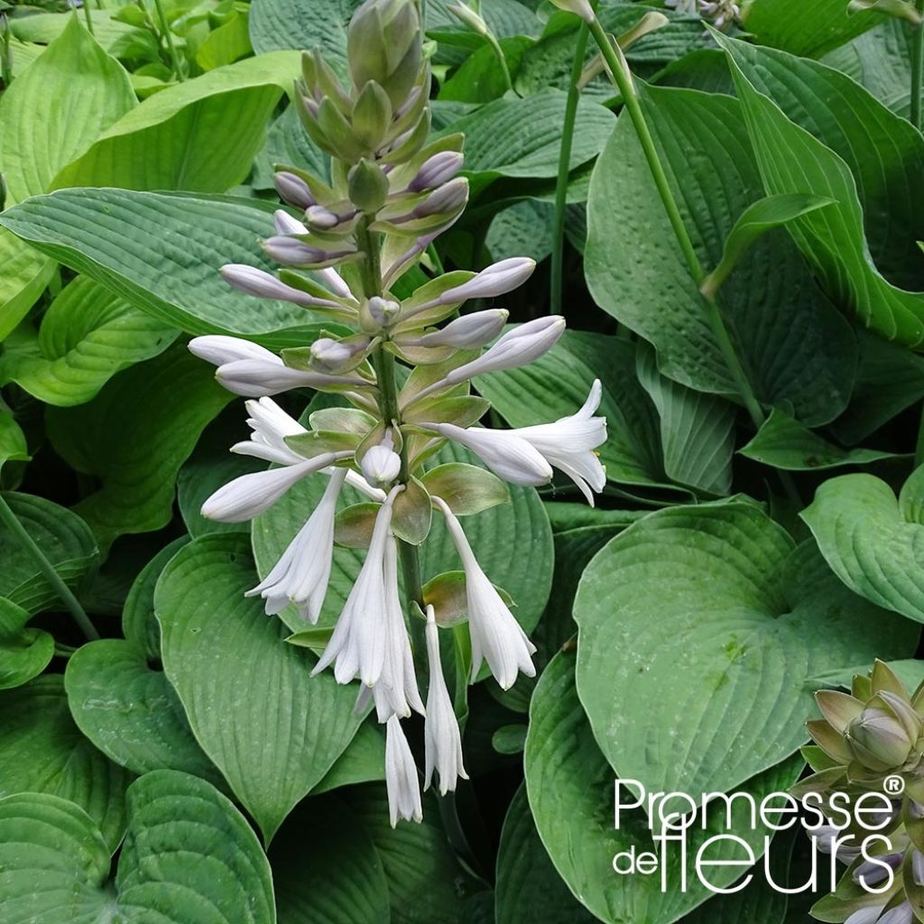 Hosta Jurassic Park - Garten-Funkie