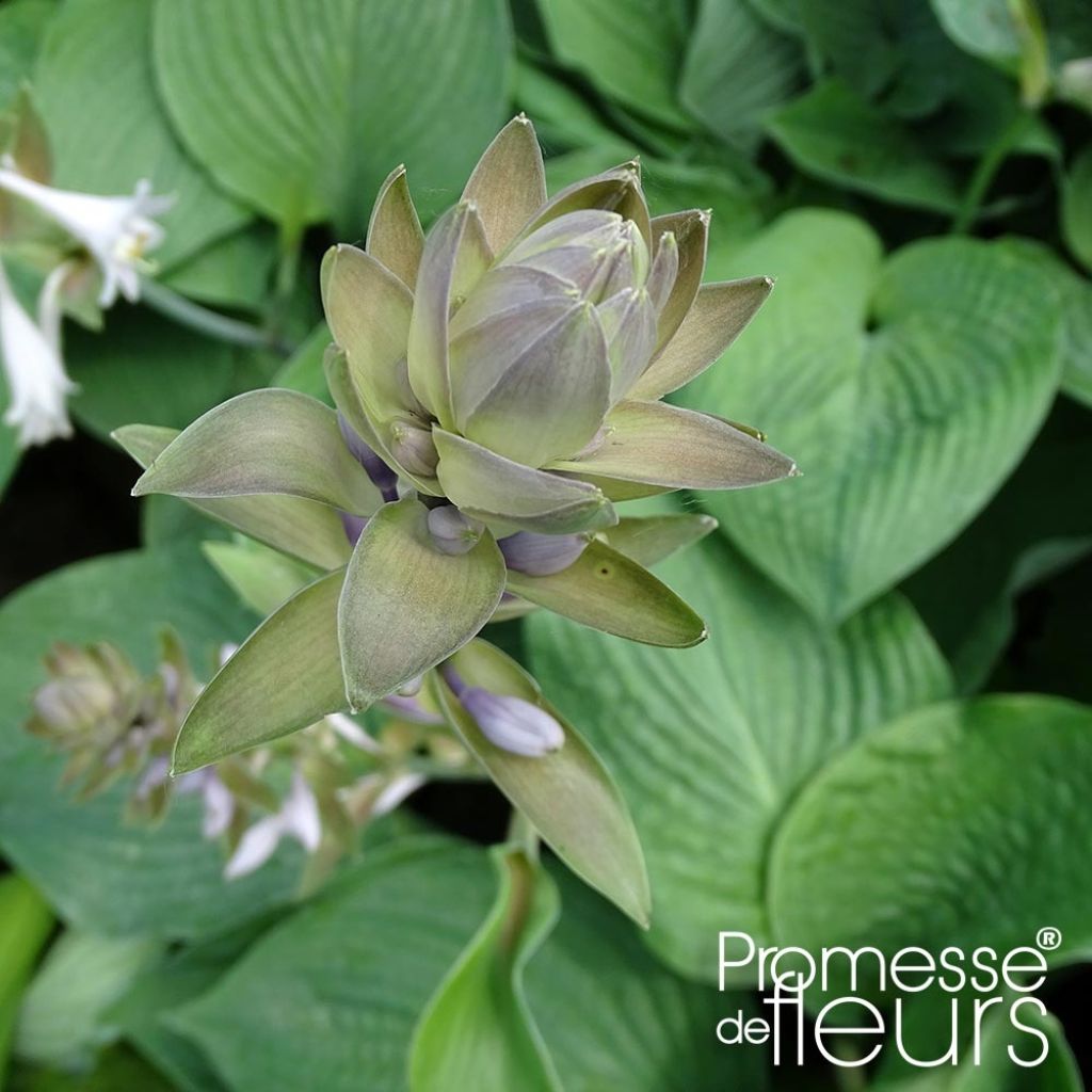 Hosta Jurassic Park - Garten-Funkie