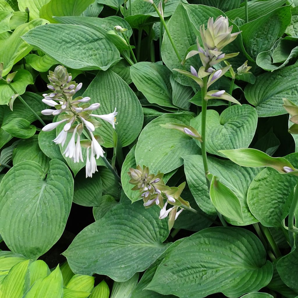 Hosta Jurassic Park - Garten-Funkie