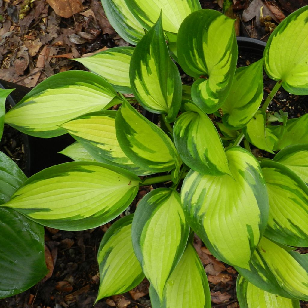 Hosta Justine - Garten-Funkie